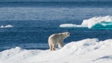 Greenpeace: Great news for the Arctic AND the Antarctic!