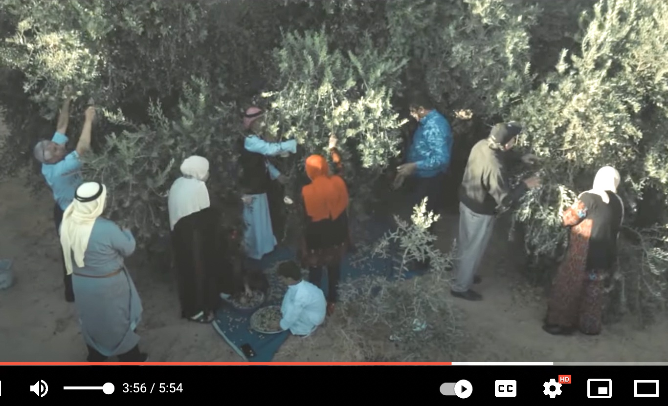Olive Trees and the movement for justice in Palestine